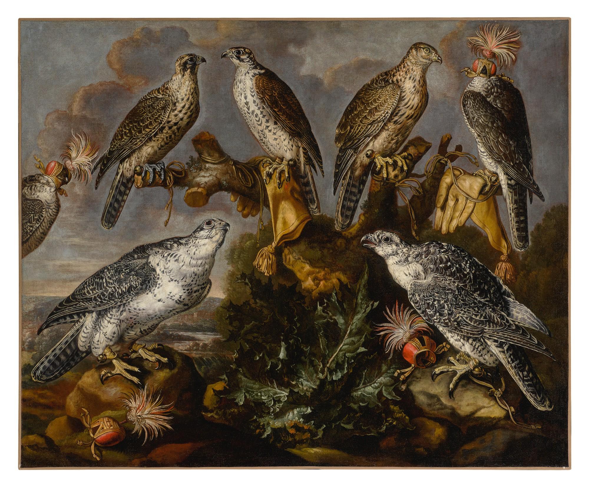 Carstian Luyckx - A group of seven Lanner and Peregrine or Gyrfalcons