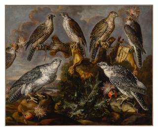 Carstian Luyckx - A group of seven Lanner and Peregrine or Gyrfalcons