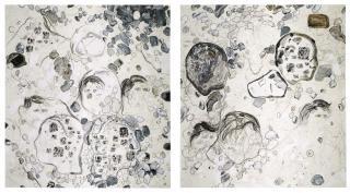 Carter - Betwixt Secondary