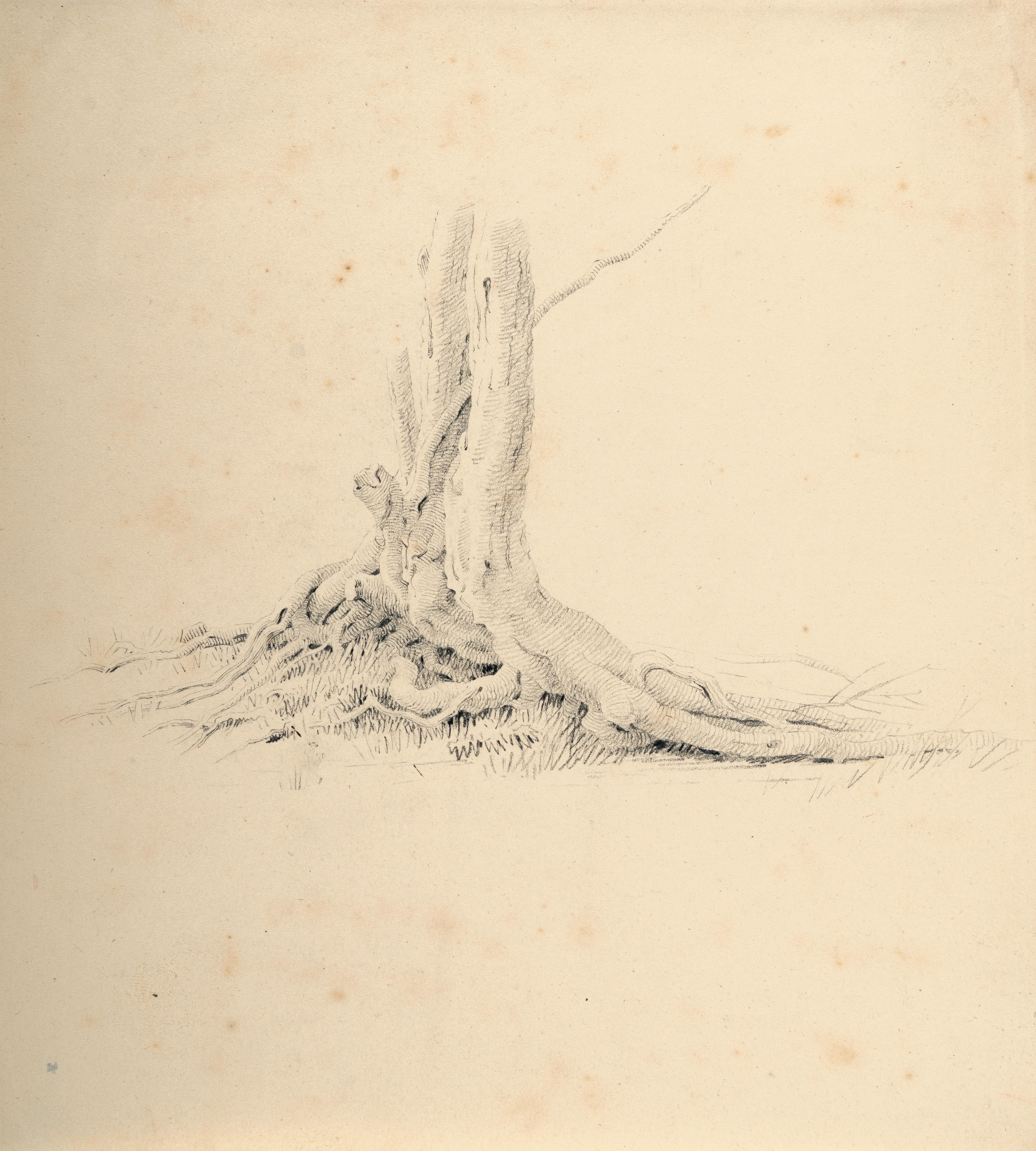 Caspar David Friedrich - Wurzelbereich einer Erle