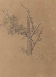 Caspar Johann Nepomuk Scheuren - Baumstudie