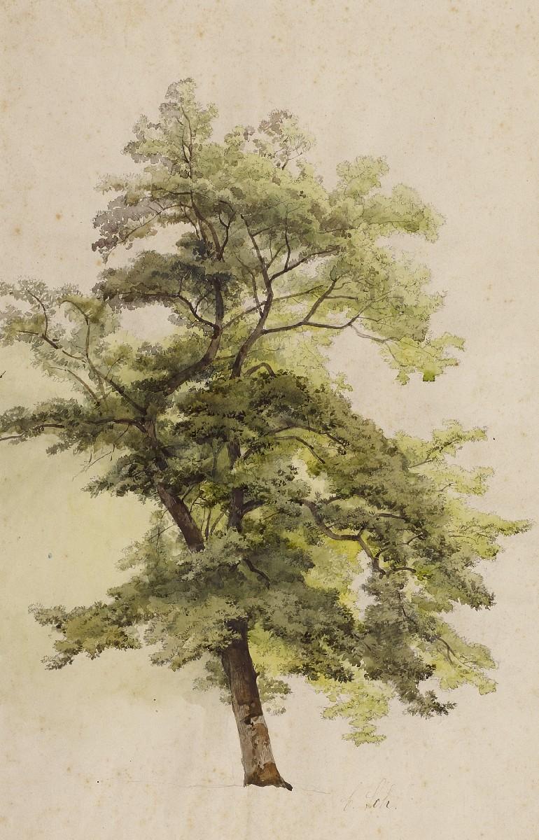 Caspar Johann Nepomuk Scheuren - Baumstudie