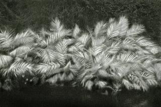 Cássio Campos Vasconcellos - A Picturesque Voyage Through Brazil # 30, 2015