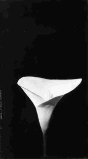 Cecil Beaton - Arum Lily; Blossom; and Japan in Winter