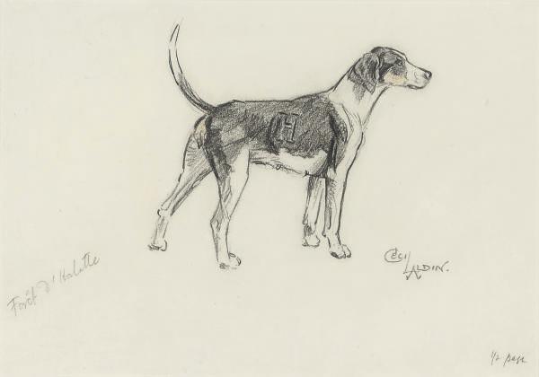 Cecil Charles Windsor Aldin, R.B.A. - A hound of the Forêt d\'Halatte pack