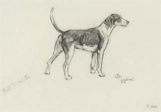 Cecil Charles Windsor Aldin, R.B.A. - A hound of the Forêt d\'Halatte pack