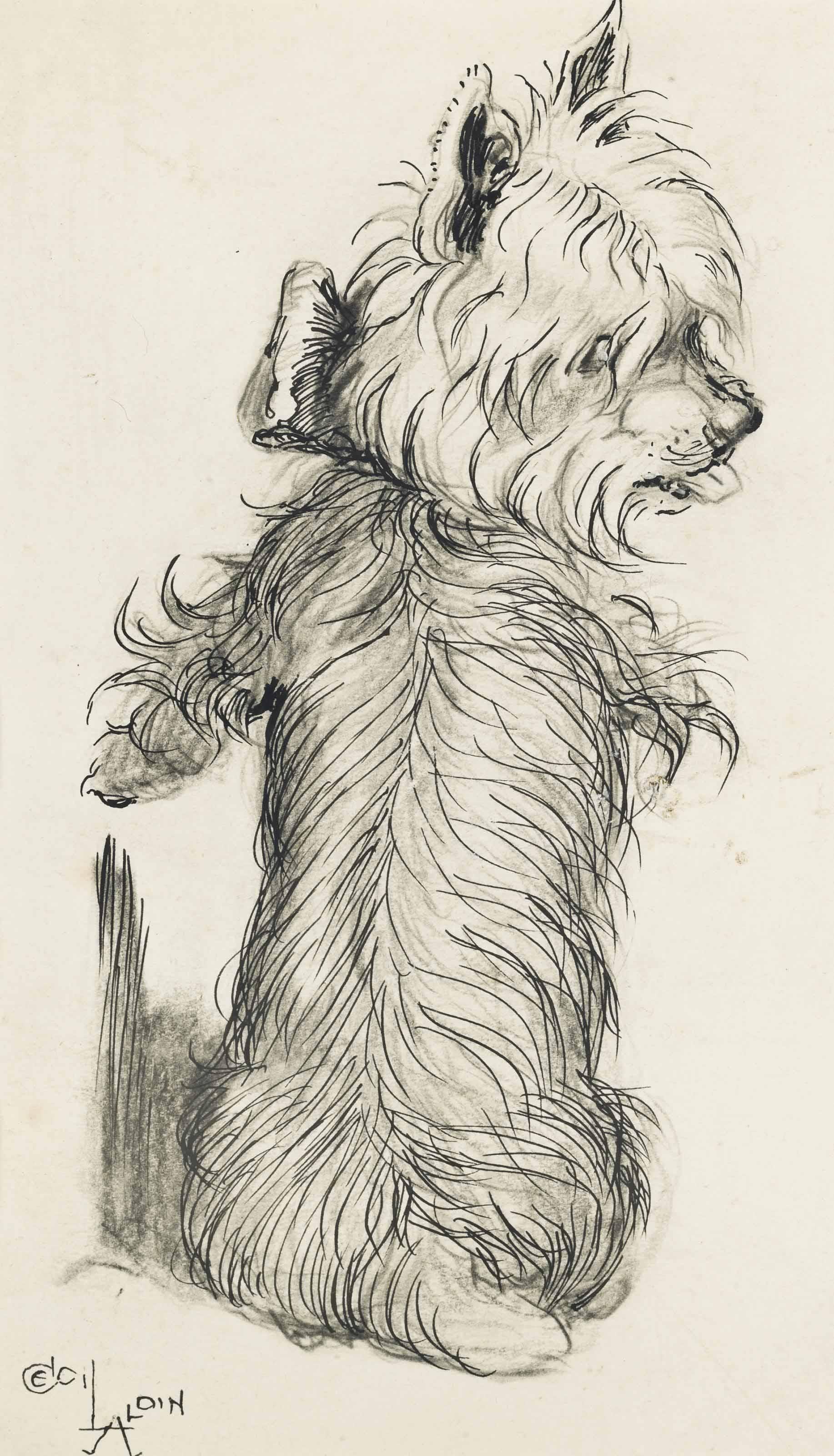 Cecil Charles Windsor Aldin - A study of a dog on its back; and A study of a Terrier (illustrated)