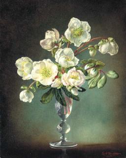 Cecil Kennedy - Christmas Roses