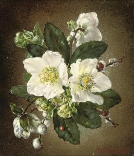 Cecil Kennedy - Helibores, Christmas roses