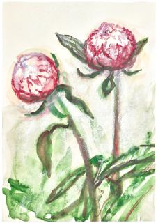 Celia Paul - Peony Buds