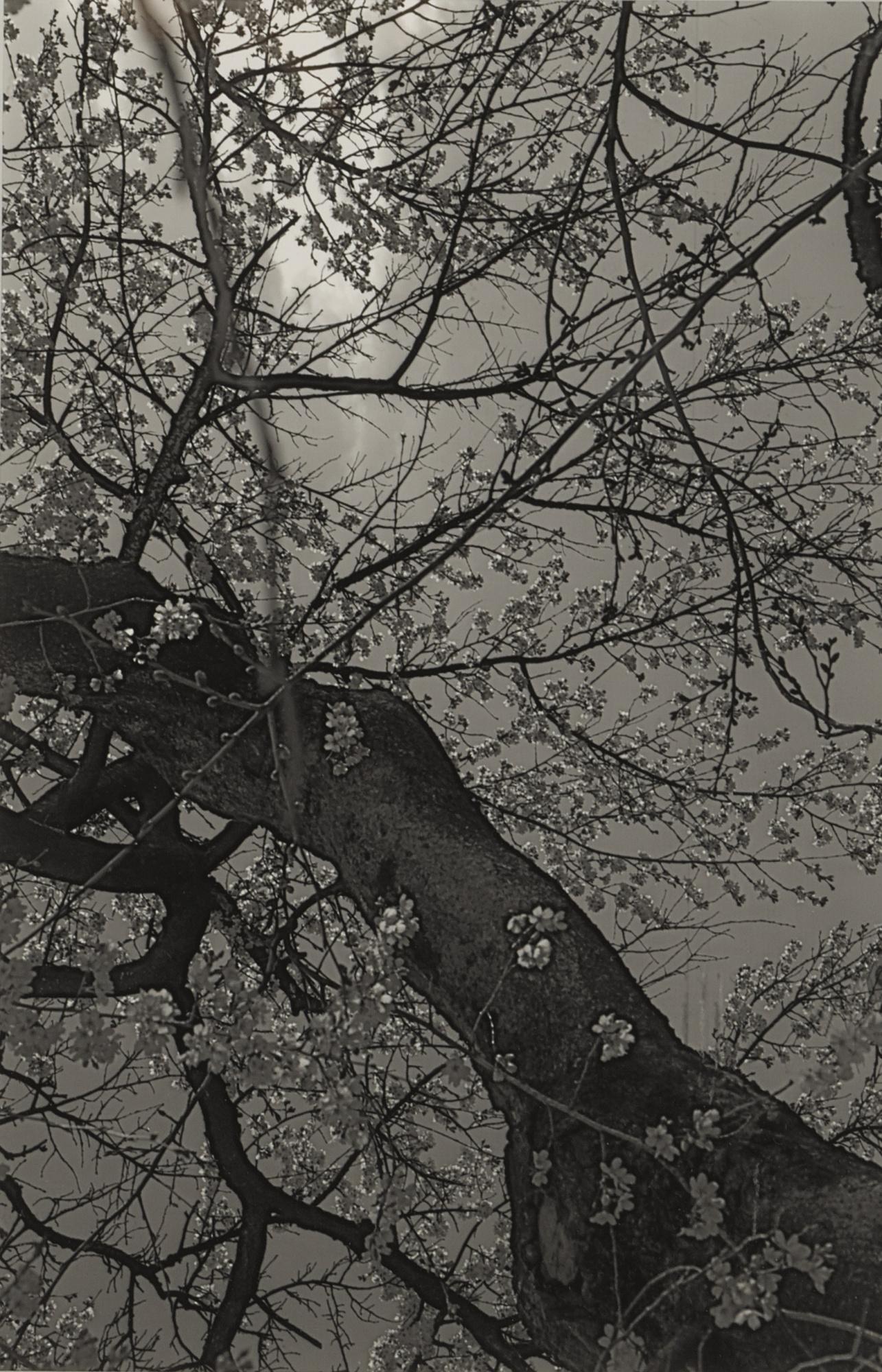 Cerith Wyn Evans - Sakura