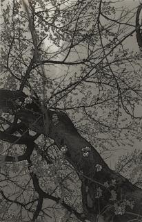 Cerith Wyn Evans - Sakura