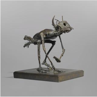 César - Insecte Africain