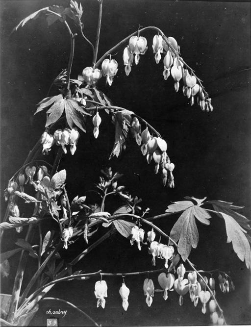 Charles Aubry - Bleeding Heart, 1860s