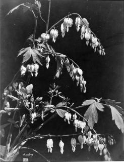 Charles Aubry - Bleeding Heart, 1860s