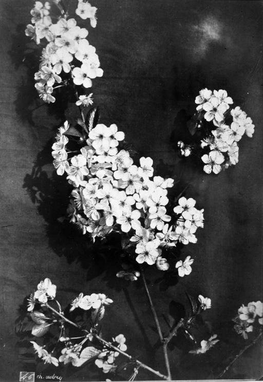 Charles Aubry - Blossom, 1860s
