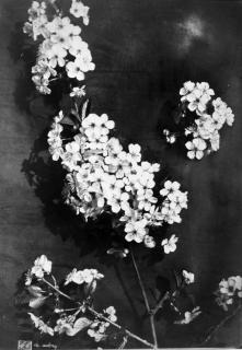 Charles Aubry - Blossom, 1860s