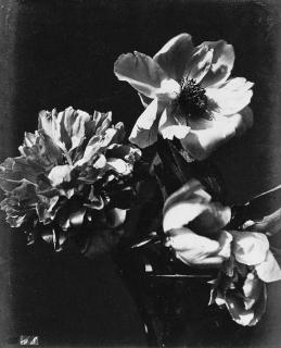 Charles Aubry - Floral Still-life