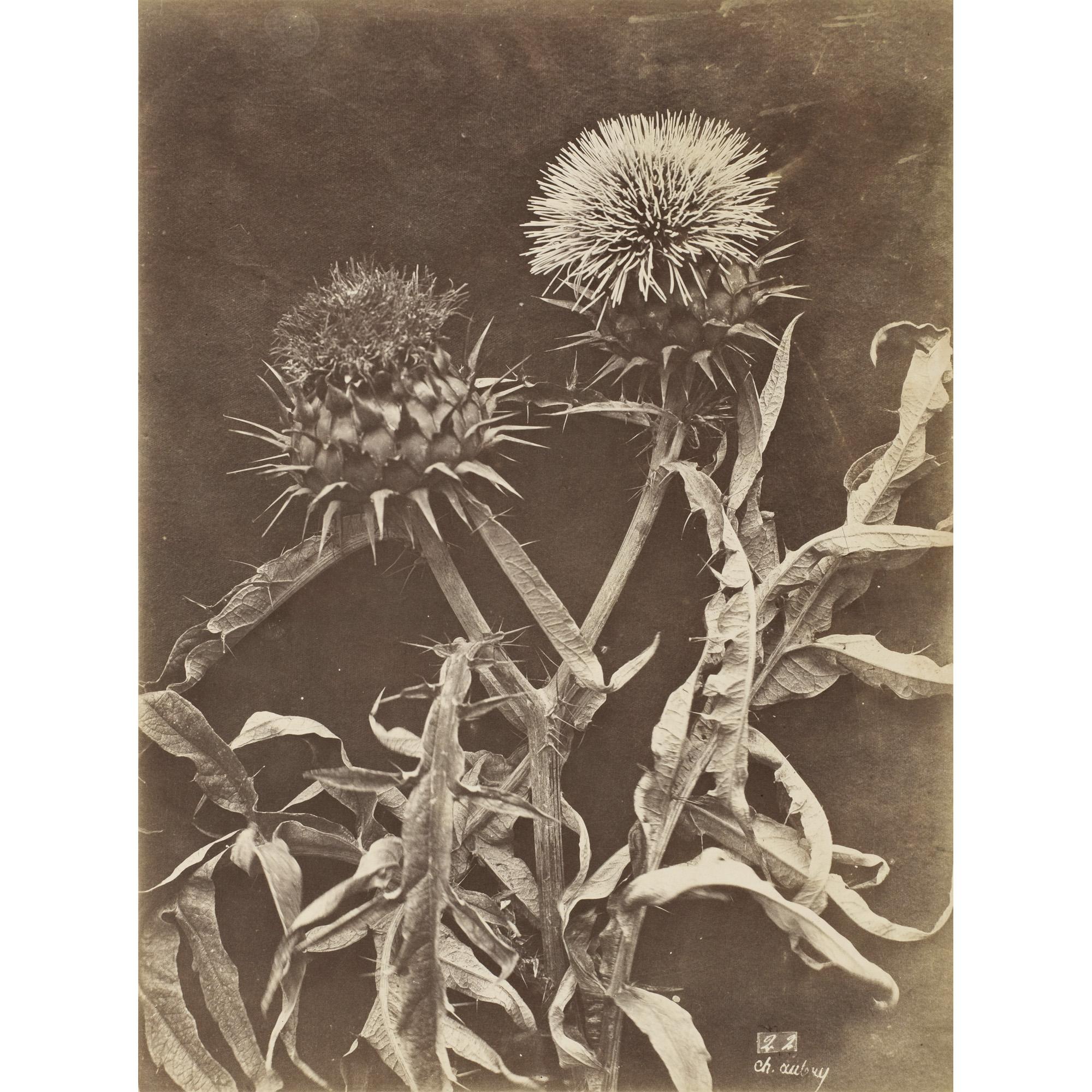 Charles Aubry - Grappes De Raisins, Vers 1860 Chardons, Vers 1860 Dahlias, Vers 1860 Lupins, Vers 18604 Albumen Prints, Each Signed And Numbered In The Negative. Three Flush-Mounted On Original Card.
