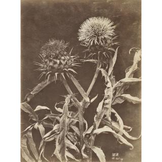 Charles Aubry - Grappes De Raisins, Vers 1860 Chardons, Vers 1860 Dahlias, Vers 1860 Lupins, Vers 18604 Albumen Prints, Each Signed And Numbered In The Negative. Three Flush-Mounted On Original Card.
