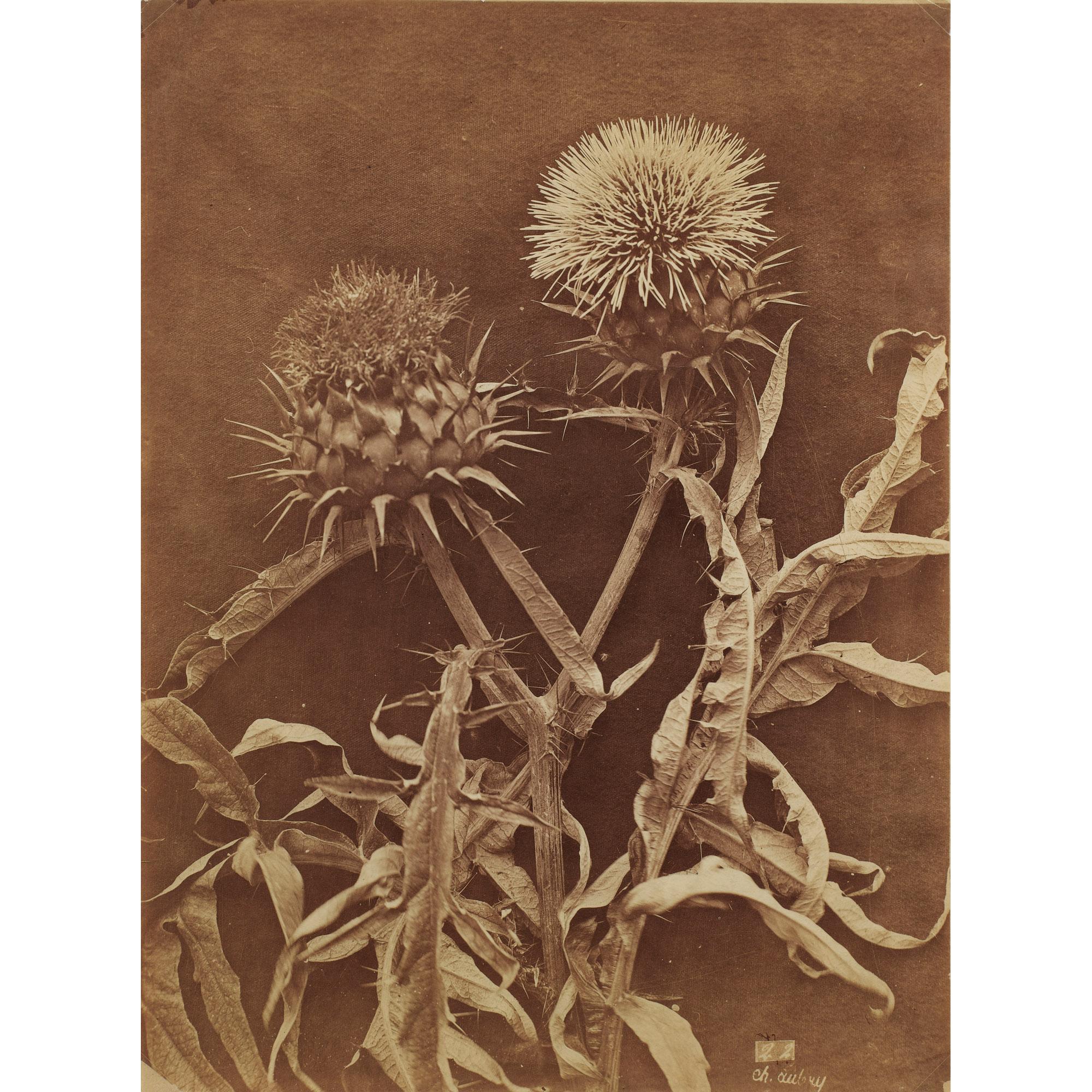 Charles Aubry - Nature Morte Aux Chardons, Vers 1850