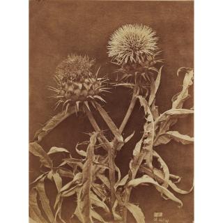 Charles Aubry - Nature Morte Aux Chardons, Vers 1850