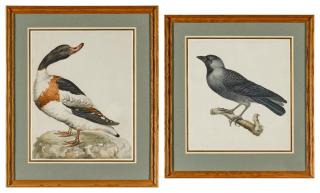 Charles Collins - A crow; together with a Mallard drake