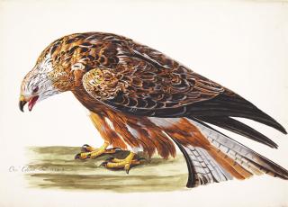 Charles Collins - A golden eagle