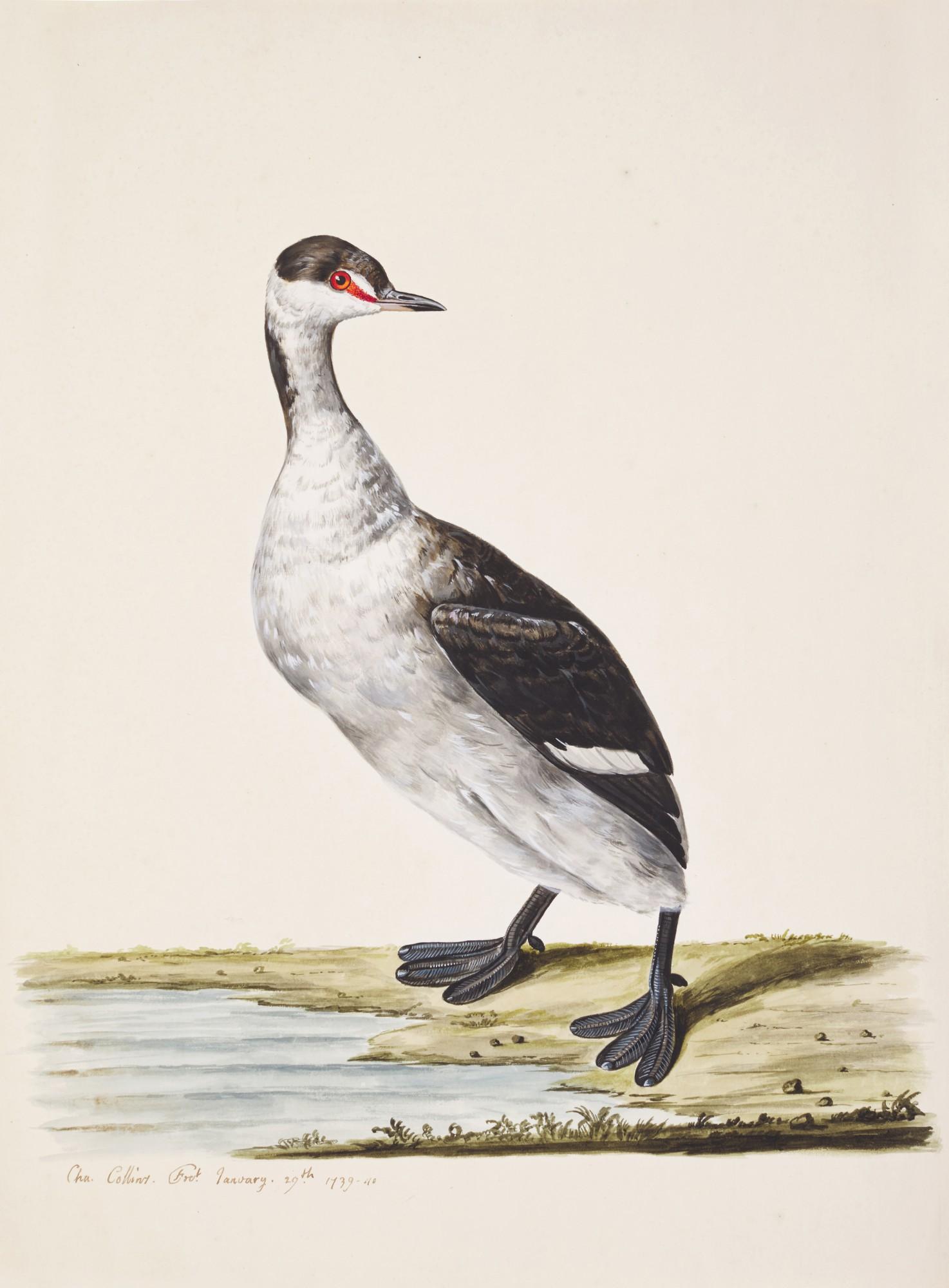 Charles Collins - A Horned Grebe