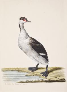 Charles Collins - A Horned Grebe