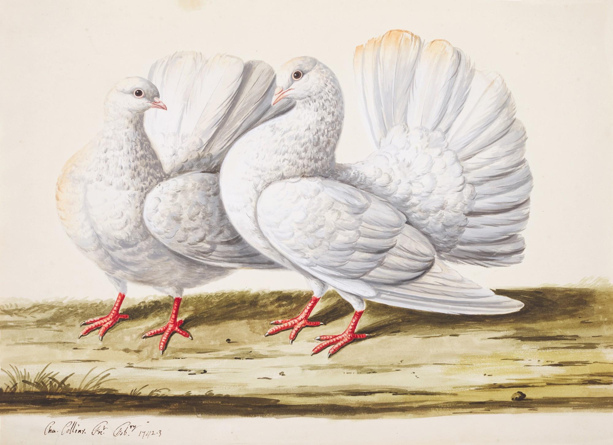 Charles Collins - A pair of doves