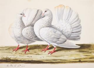 Charles Collins - A pair of doves