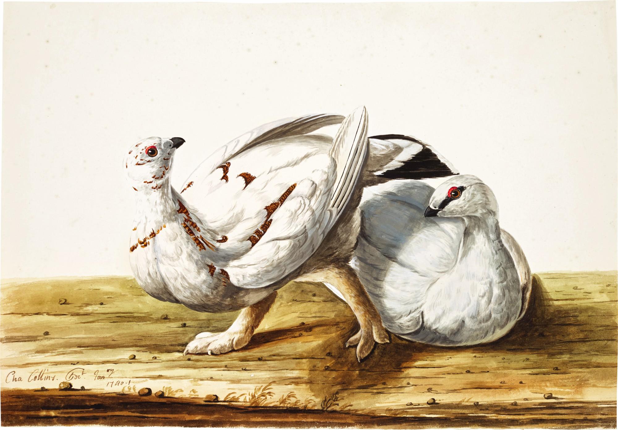 Charles Collins - A pair of ptarmigan
