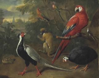 Charles Collins - A scarlet macaw, helmeted guineafowl, silver pheasant, and other exotic birds with a monkey and a tortoise in a garden, a landscape beyond