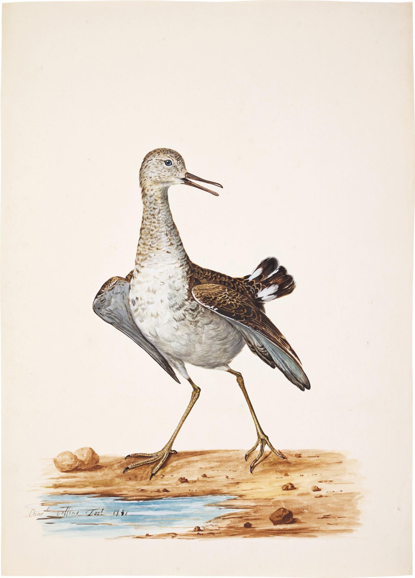 Charles Collins - A Wading Bird