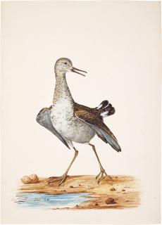 Charles Collins - A Wading Bird