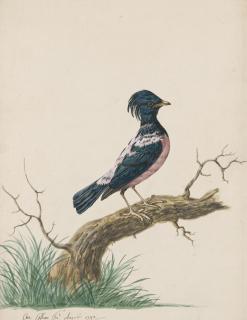 Charles Collins - Rose-coloured starling