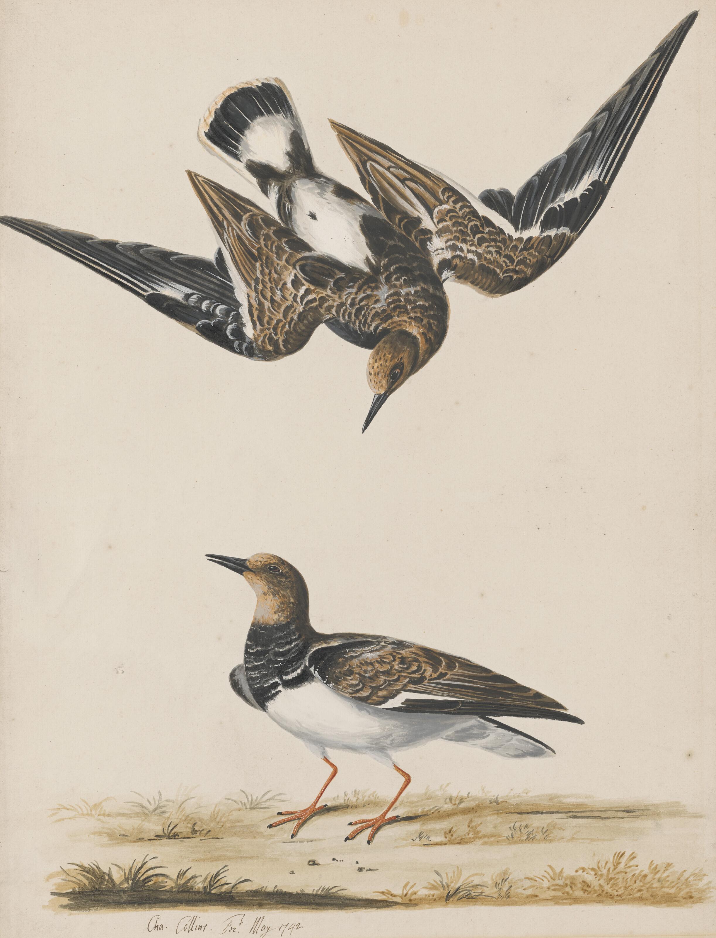 Charles Collins - Ruddy turnstone
