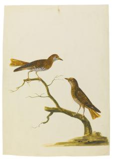 Charles Collins - Seven Watercolours Of Birds