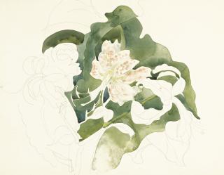 Charles Demuth - Rothschild Lillies # 1