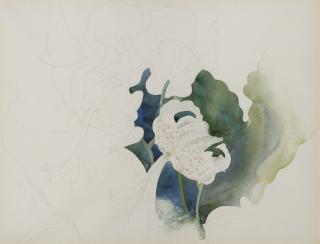 Charles Demuth - Rothschild Lily #2