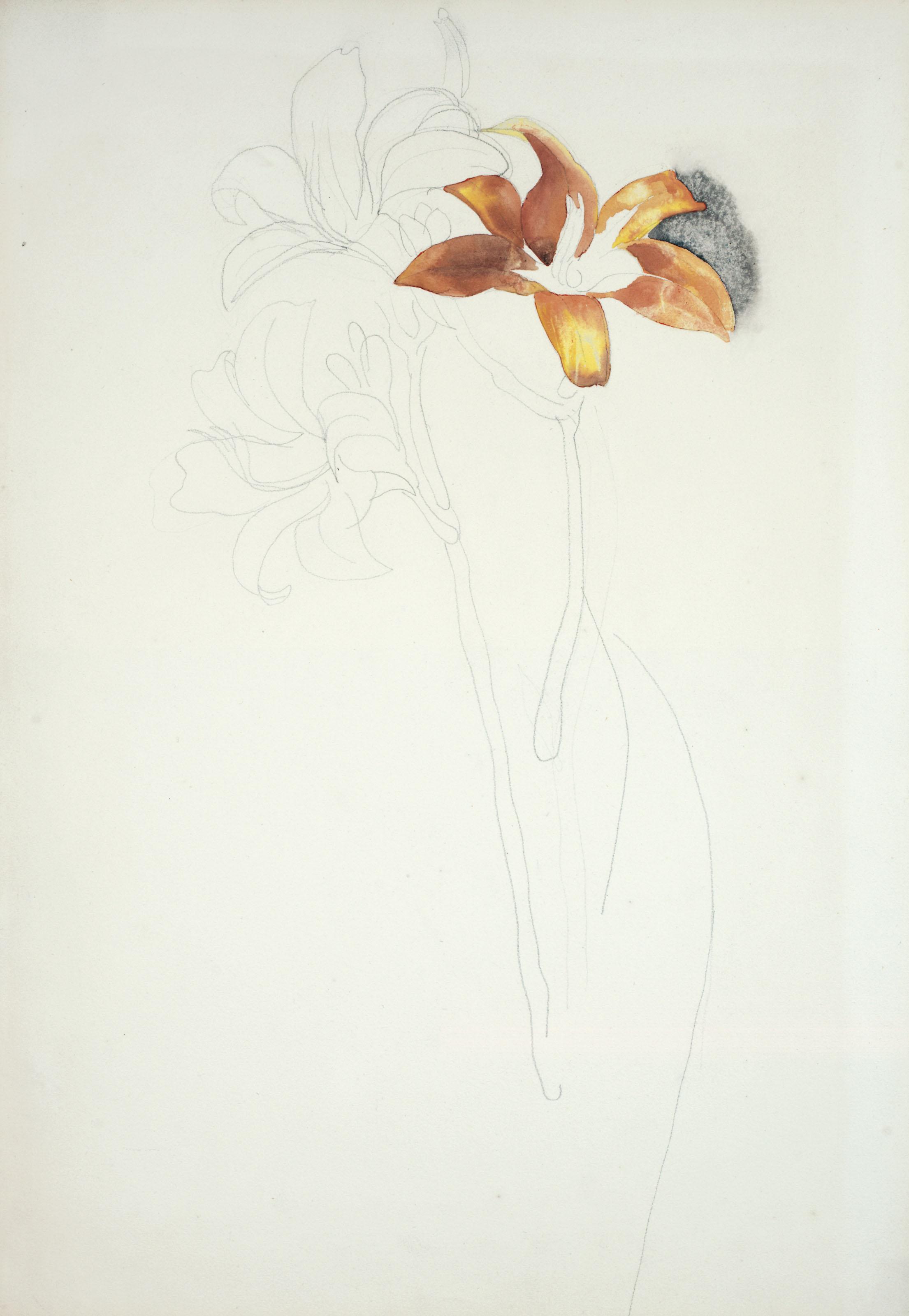 Charles Demuth - Three Lilies