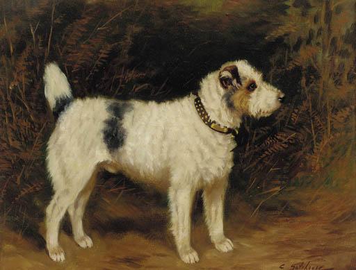 Charles E. Gatehouse - A Wire Haired Jack Russell Terrier
