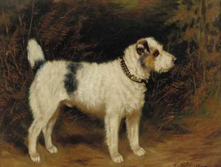 Charles E. Gatehouse - A Wire Haired Jack Russell Terrier