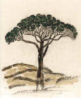 Charles E. Prendergast - Pine Tree, Iles de Lerins