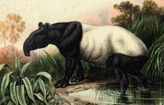 Charles Edward Brittan - Malayan Tapir