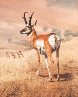 Charles Fracé - Antelope
