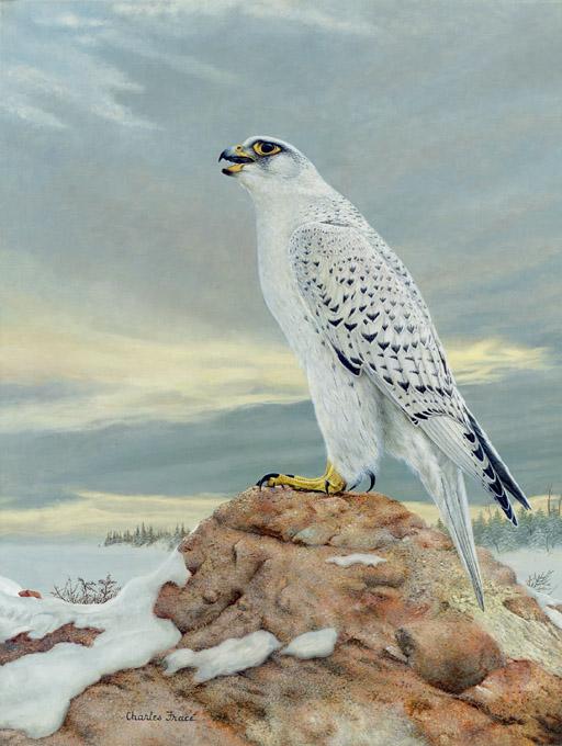 Charles Fracé - Gyrfalcon