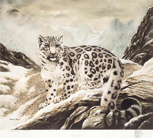 Charles Fracé - Snow Leopard