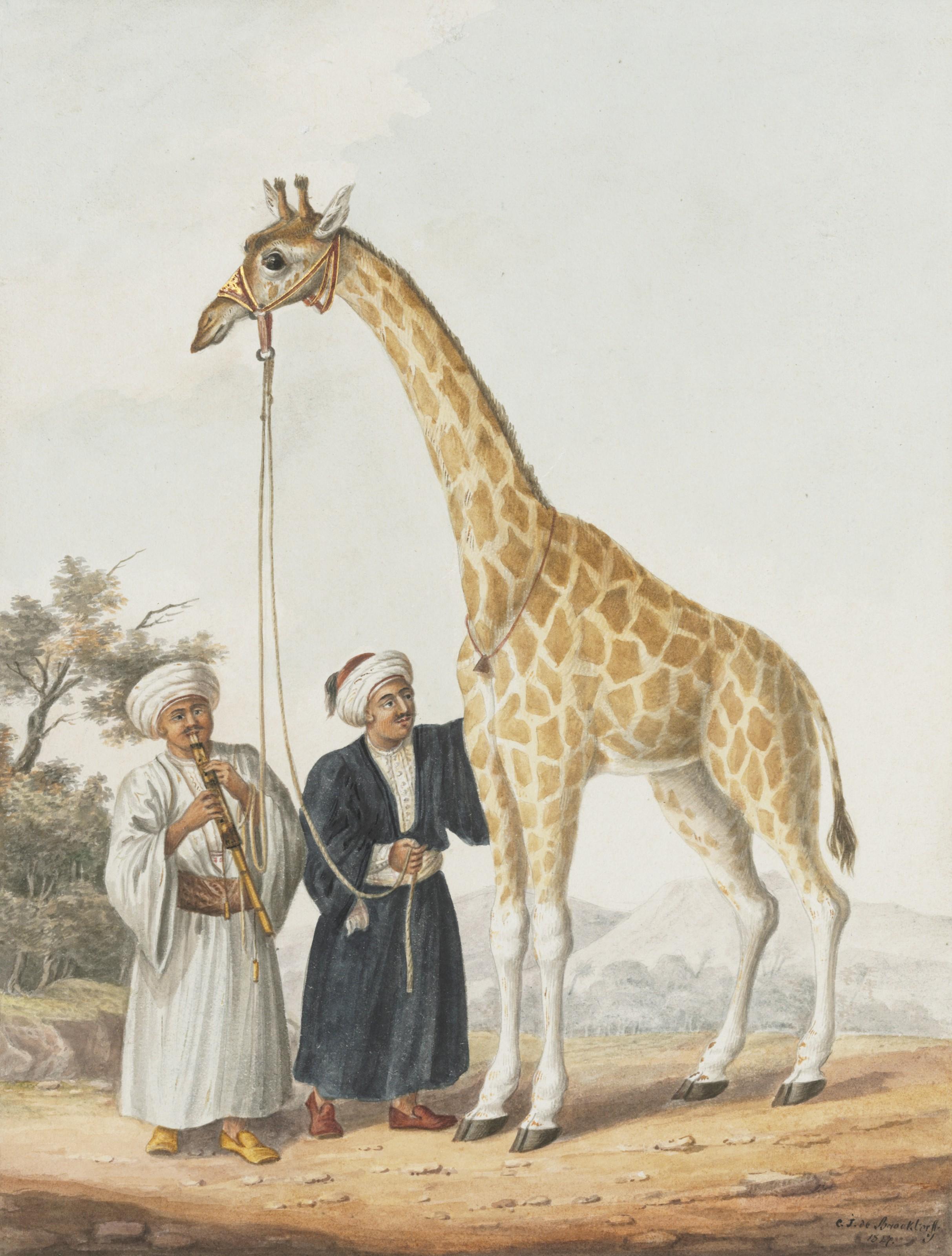 Charles Frederick De Brocktorff - Camelopard - A Present From The Pacha Of Egypt To The King - At Malta On Its Way To England